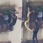 Python Found in Thane? Viral Video Shows Two Men Rescuing Giant Snake Crawling Flat Window